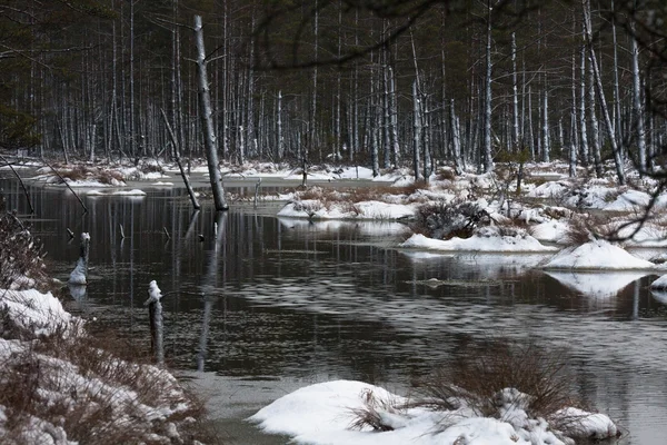 Szene Der Bäume Während Der Wintersaison — Stockfoto