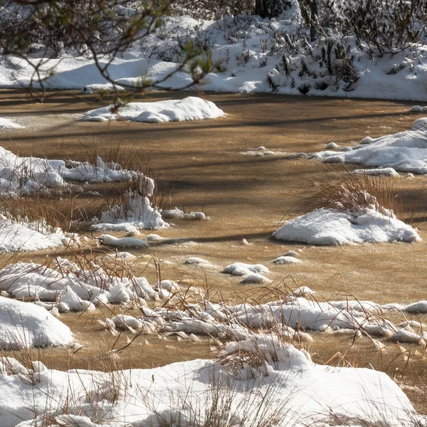 Szene Der Bäume Während Der Wintersaison — Stockfoto