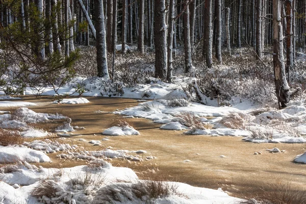 Cena Árvores Durante Temporada Inverno — Fotografia de Stock