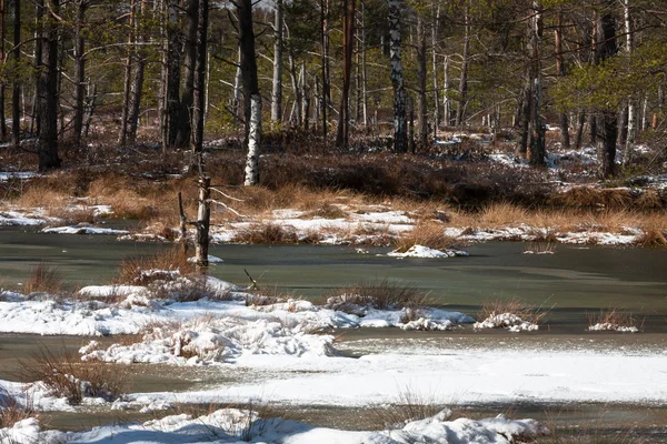 Beautiful North Landscape Winter Day — Stock Photo, Image