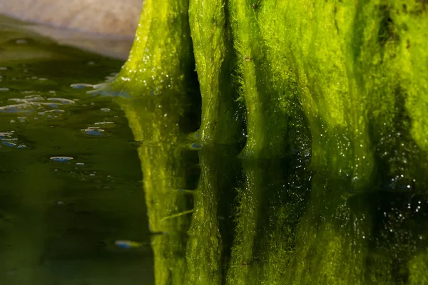 Sudaki yeşil yosun.