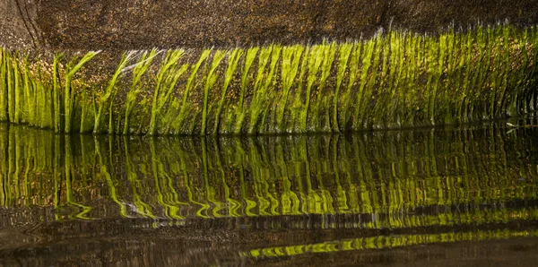 Mousse Verte Sur Pierre Dans Eau — Photo