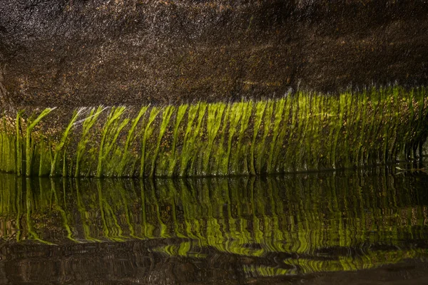Musgo Verde Sobre Piedra Agua — Foto de Stock