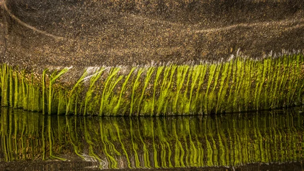 Musgo Verde Sobre Piedra Agua —  Fotos de Stock