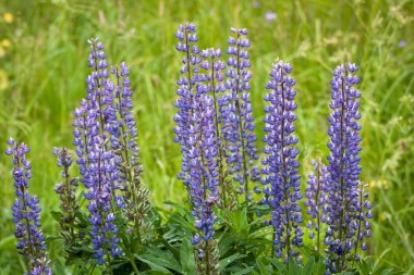 Yeşil tarlada güzel çiçekler