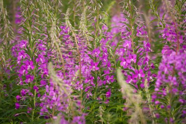Güzel pembe çiçekler tarlası