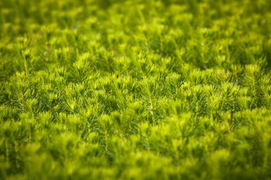 Seradaki ağaçların yeşil filizleri