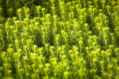 Seradaki ağaçların yeşil filizleri