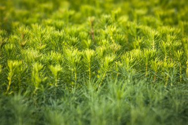 Seradaki ağaçların yeşil filizleri