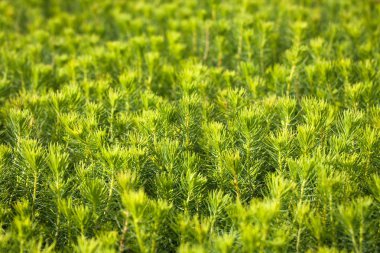 Seradaki ağaçların yeşil filizleri