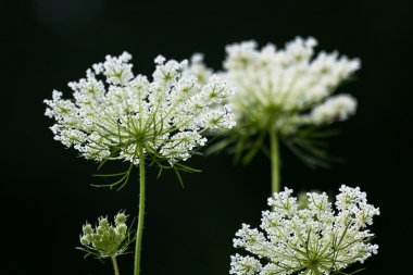 Yeşil tarlada beyaz çiçekler