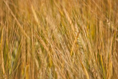 Yaz mevsiminde güzel buğday tarlaları