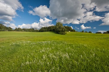 Güneşli bir günde yeşil çayır manzarası