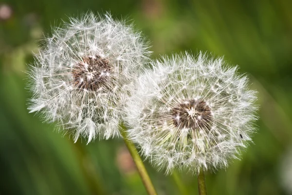 Maskros Blommor Grönt Fält — Stockfoto