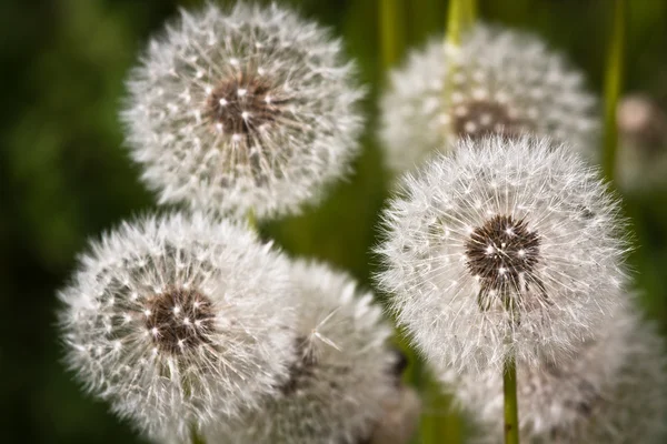 Maskros Blommor Grönt Fält — Stockfoto