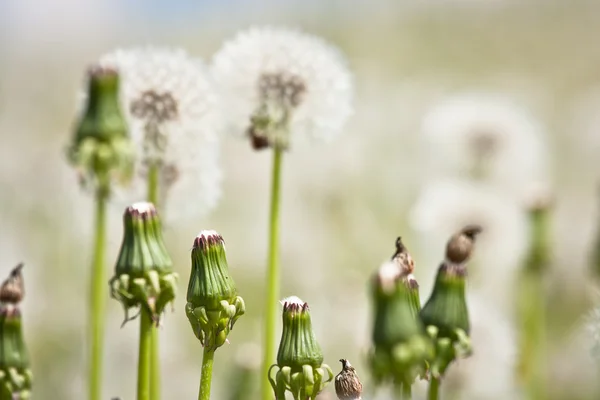 Maskros Blommor Grönt Fält — Stockfoto