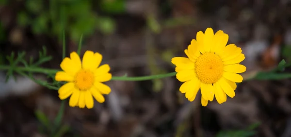 Цветы Зеленом Поле — стоковое фото