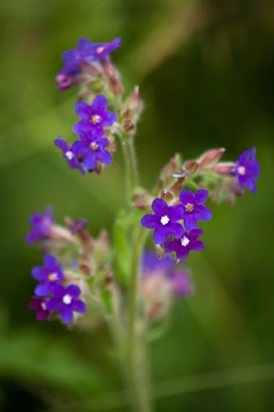 Lindas Flores Campo Verde — Fotografia de Stock