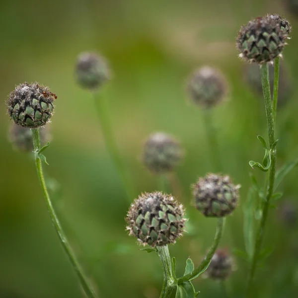 Beautiful Flowers Green Field — Stock Photo, Image