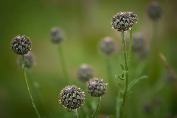 Beautiful Flowers Green Field — Stock Photo, Image