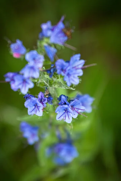 Beautiful Flowers Green Field — Stock Photo, Image