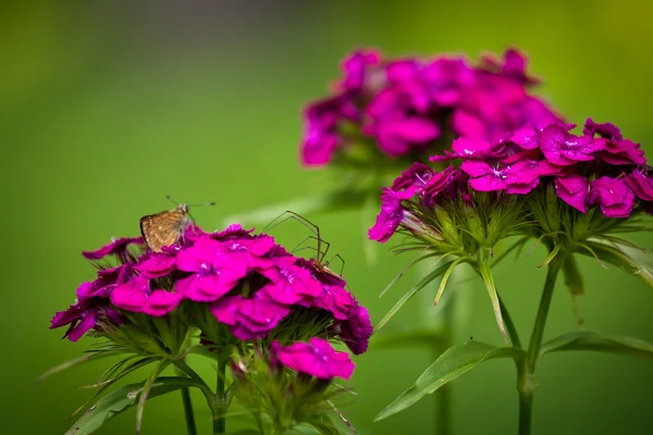 Beautiful Flowers Green Field — Stock Photo, Image