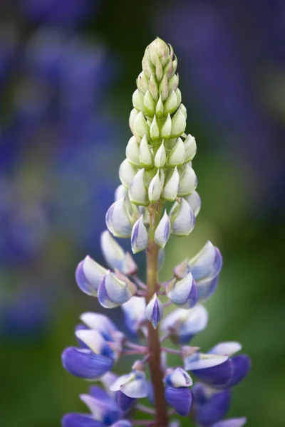 Piękne Kwiaty Zielonym Polu — Zdjęcie stockowe