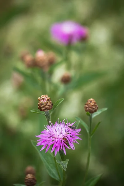 Beautiful Flowers Green Field — Stock Photo, Image