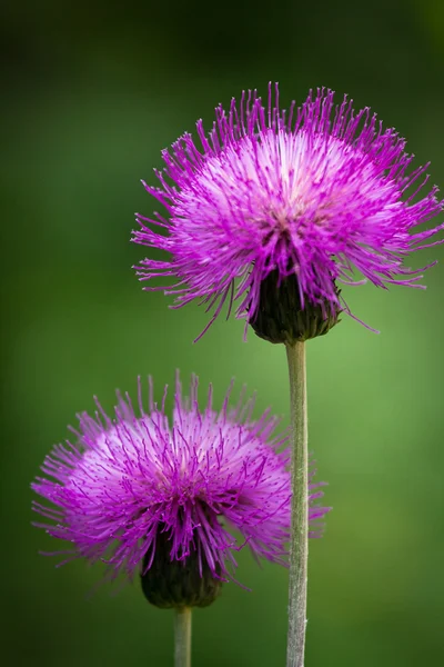 Pink Flowers Green Background — Stock Photo, Image