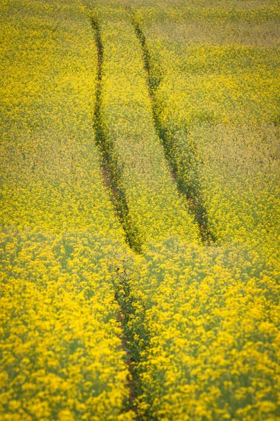 Feld Der Schönen Gelben Blumen — Stockfoto