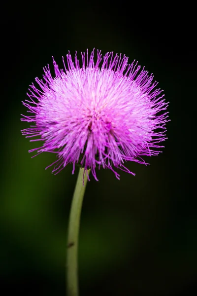 Pink Flower Dark Background — Stock Photo, Image