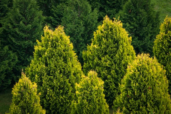 Campo Hermosos Árboles Verdes —  Fotos de Stock