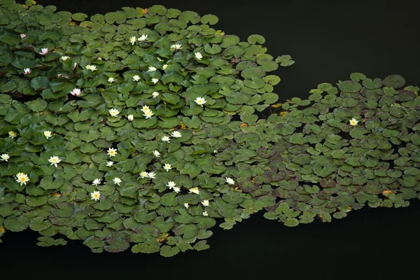 Kwiaty Lilii Wodzie Jeziora — Zdjęcie stockowe