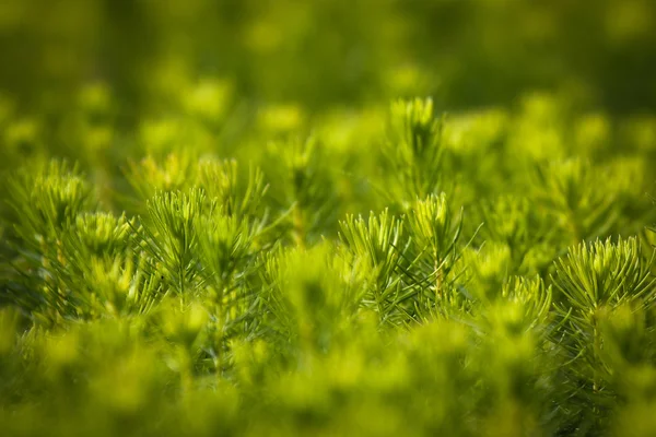 Plantes Vertes Arbres Serre — Photo