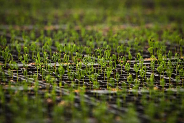 Green Seedlings Trees Greenhouse — 스톡 사진