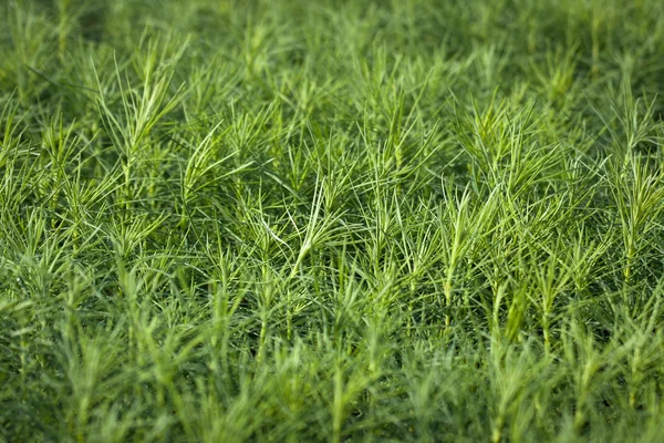 Green Seedlings Trees Greenhouse — Stock Photo, Image