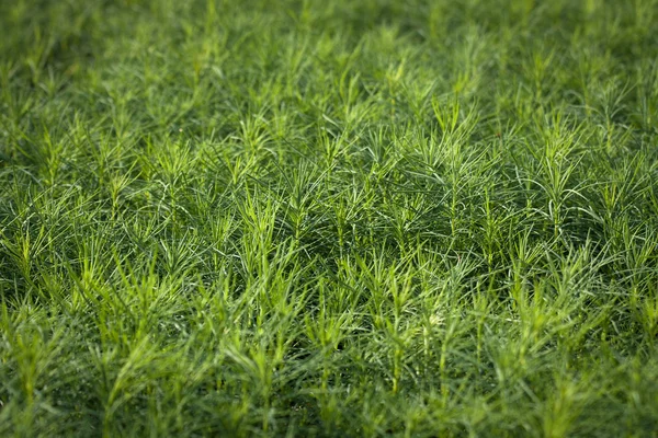 Mudas Verdes Árvores Estufa — Fotografia de Stock