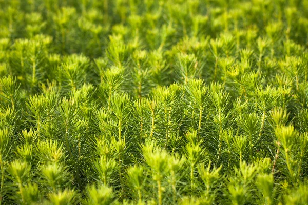 Seradaki ağaçların yeşil filizleri