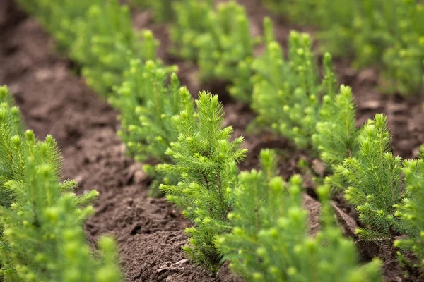 Seradaki ağaçların yeşil filizleri