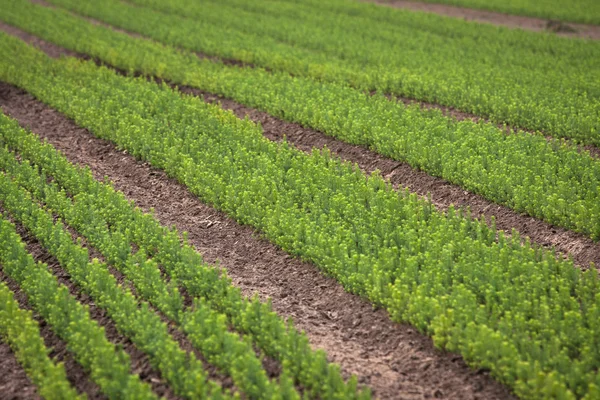 Mudas Verdes Árvores Estufa — Fotografia de Stock