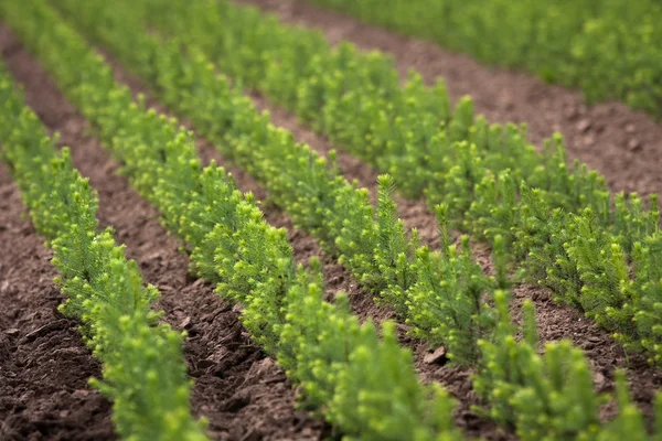 Green Seedlings Trees Greenhouse — 스톡 사진