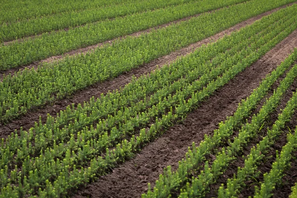 Seradaki ağaçların yeşil filizleri