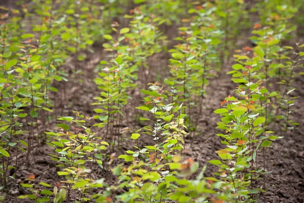 Plántulas Verdes Árboles Invernadero — Foto de Stock
