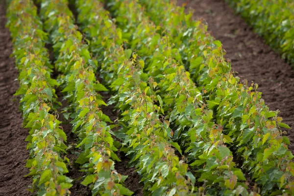 Green seedlings of trees in greenhouse