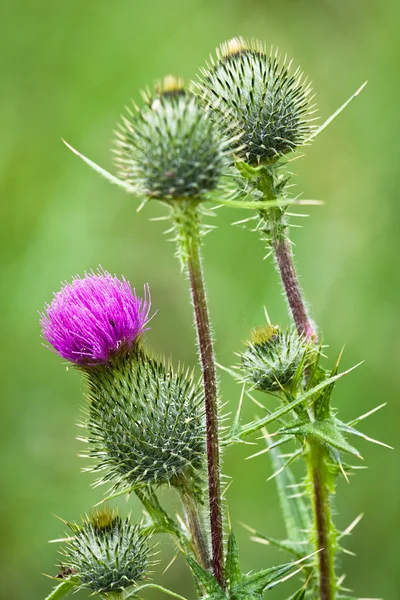 Beautiful Flowers Green Field — Stock Photo, Image