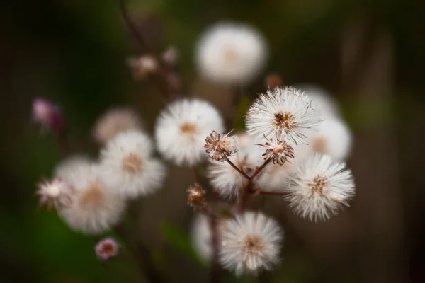 Красиві Квіти Зеленому Полі — стокове фото