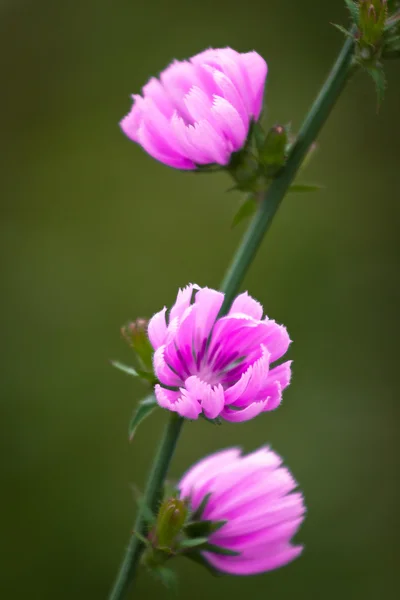 Schöne Blumen Grünen Feld — Stockfoto
