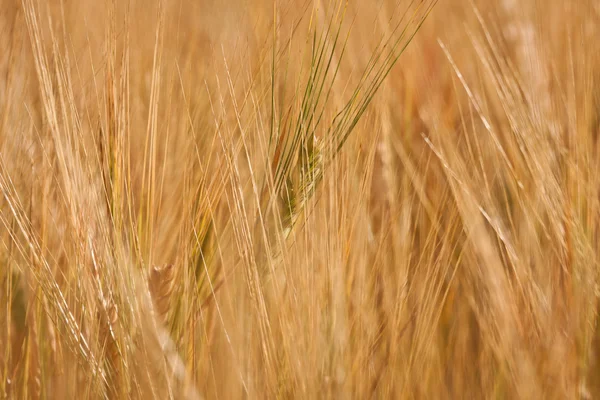 Vackert Vetefält Sommarsäsongen — Stockfoto