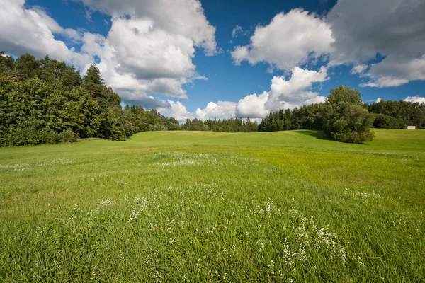 Grüne Wiesenlandschaft Bei Sonnigem Tag — Stockfoto