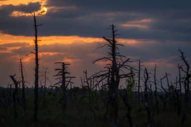 ormanda güneşin silueti